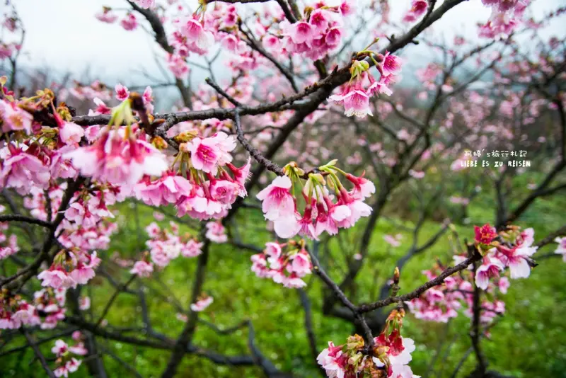 Taipei｜台北‧北投｜雪融了，花開好了，平菁街櫻花正在等著你