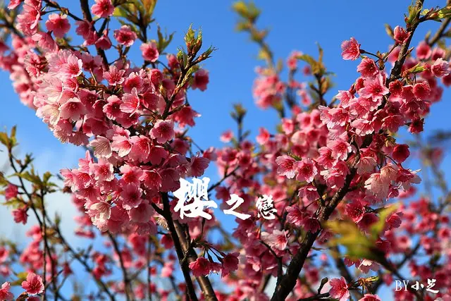 【台北景點】2015櫻花季準備開跑~炸開櫻花雪紛飛～浪漫指數破表～陽明山平菁街42巷粉紅佳人