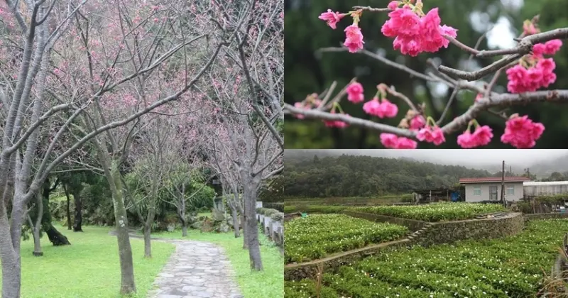 陽明山花季櫻花海芋百花齊放  擎天崗無限草原夢幻美景