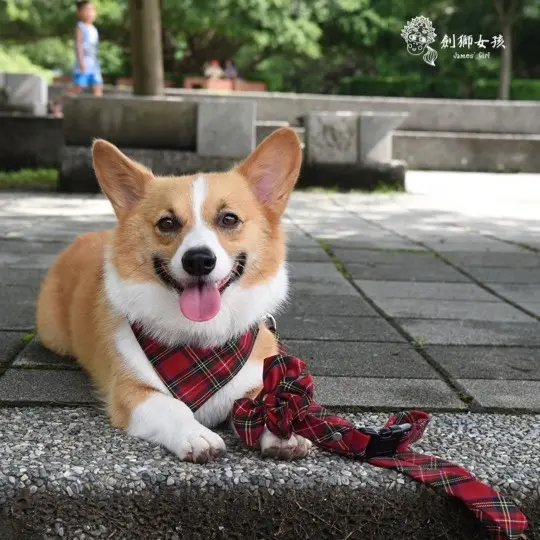 【寵物親子配件】ZAZAZOO~毛小孩與主人間的穿搭配件