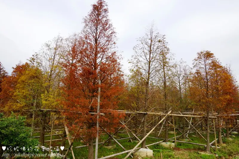 【桃園-八德區】霄裡里落羽松林