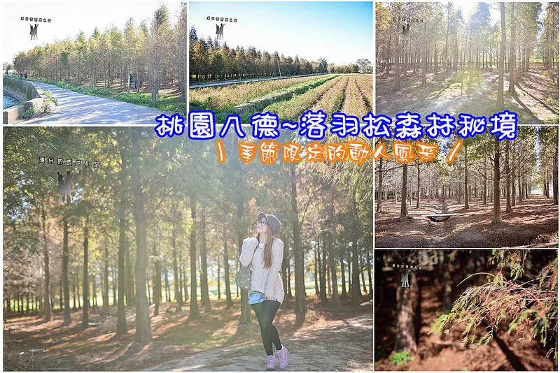 【桃園景點】八德霄裡落羽松/森林秘境~意外闖入了夢幻仙境