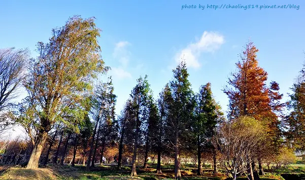 【八德 / 楓紅】霄裡 - 落羽松林。順道來碗 - 大溪賴祖傳豆花 