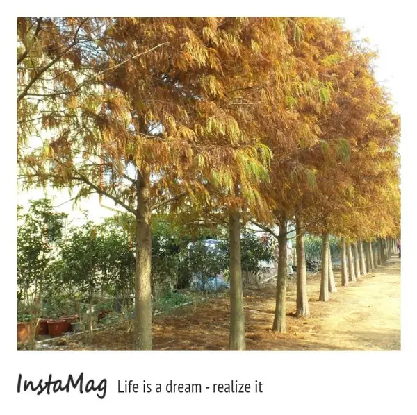 南投市八卦路落羽松秘境        
      