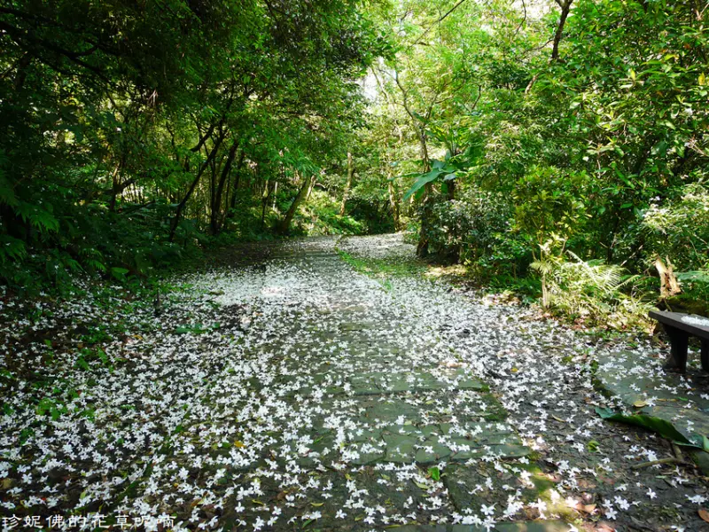 【新北-土城區】2019新北市客家桐花祭：登太極嶺賞桐花