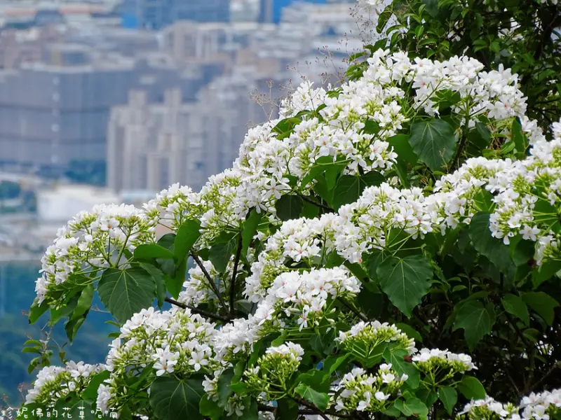 【新北-土城區】2021太極嶺&五城山賞桐花