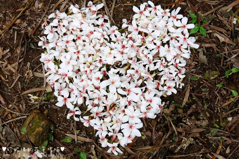 【新北-土城區】太極嶺登山步道健行、賞桐花