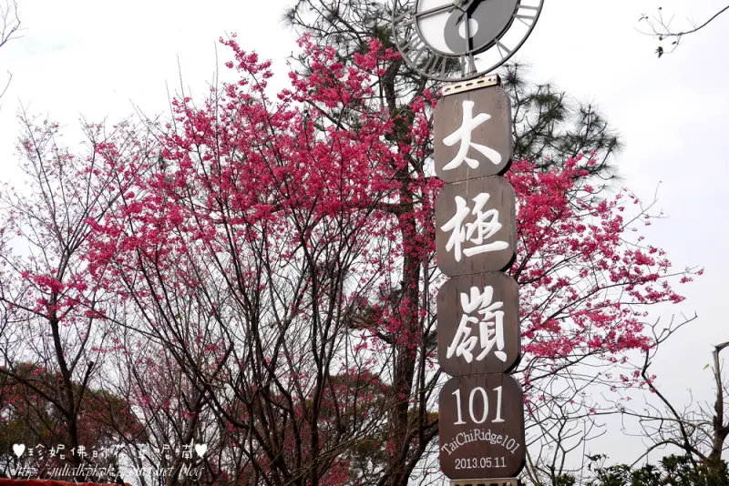 【新北-土城區】太極嶺櫻花步道賞櫻花