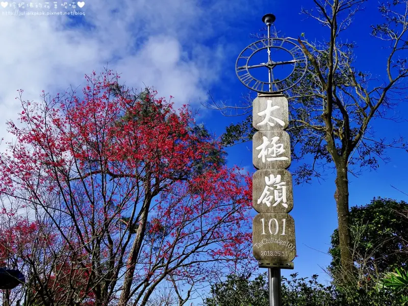 【新北-土城區】2018太極嶺櫻花盛開
