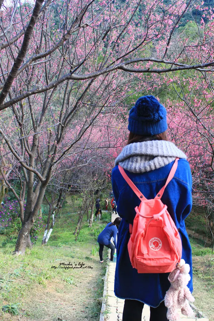 新北櫻花季2015▌「土城太極嶺櫻花」賞櫻：小小一條櫻花步道，山友們細心維護的桃紅色山櫻花(2015/02/02花況)