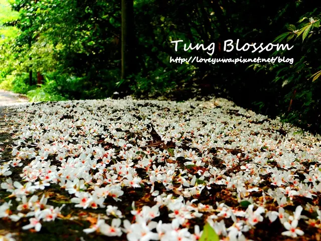 【新北◍•ᴗ•◍土城】景點・賞桐景點，土城太極嶺山系石門路桐花秘境(5/5花況)｜土城太極嶺賞桐秘境，油桐花散落五月雪，美麗的鋪雪小徑