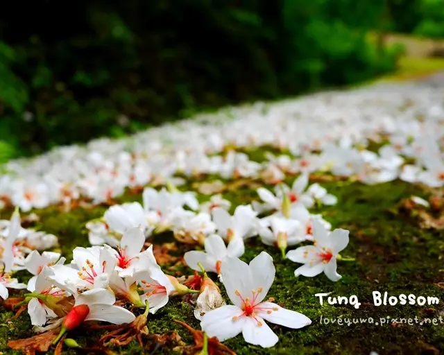 【新北◍•ᴗ•◍土城】景點・賞桐景點，土城石門路麗景山莊桐花秘境(5/6花況)｜土城石門路太極嶺五城山系賞桐秘境，三百棵油桐樹點綴山頭