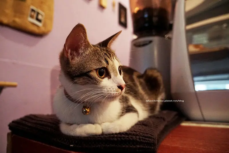 【台中西區】內巷咖啡 - 超可愛又不怕生的店貓Scone和餅乾.害我醉翁之意不在酒阿~老闆有點像吳建豪耶.忠信市場內.美術館附近