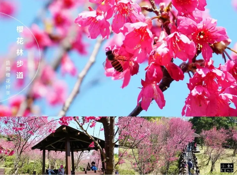 【樹林櫻花】大同山櫻花林步道‧木棧道櫻花也太美‧蜜蜂翩飛‧2/7花況分享‧樹林賞櫻推薦！
