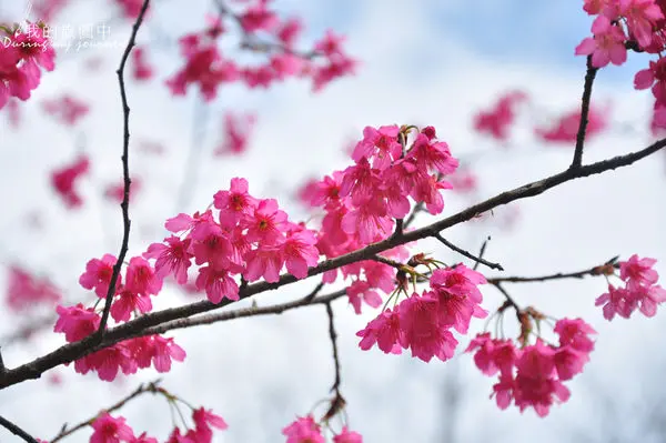 【遊記】台北石碇 二格山 初櫻綻放賞花喝咖啡 1/25花況