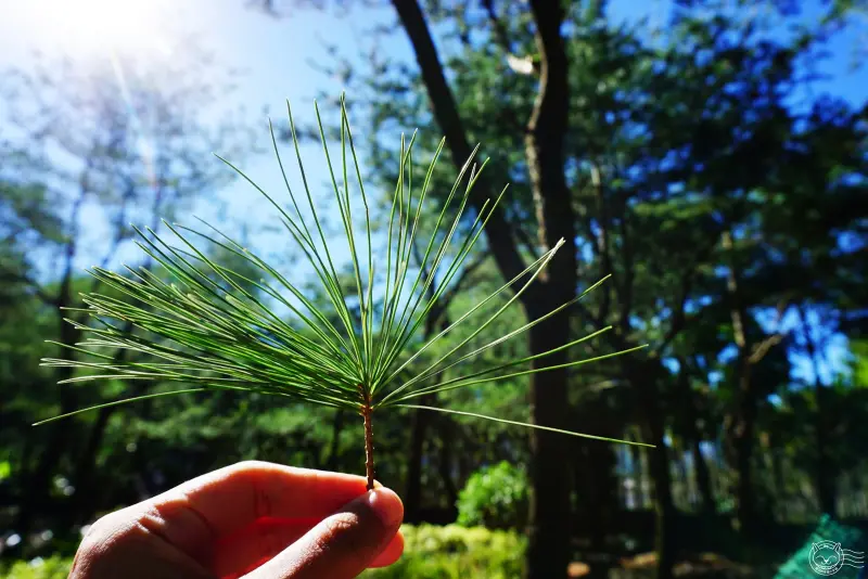 ※ 禪與松休閒養生會館 (環境+住宿) ※ 感受禪意不用去日本！賞山景看星星，林間步道水里蛇窯，原住民私房景點導覽，離南投好玩景點也很近唷！【星羽是玩貨-南投水里】