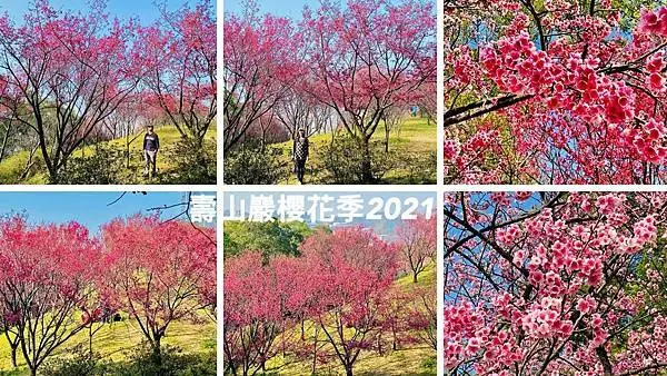 2021桃園最佳賞櫻盛地|龜山賞櫻秘境|壽山巖觀音寺櫻花|置身超夢幻櫻花林（2021/2/6最新花況）