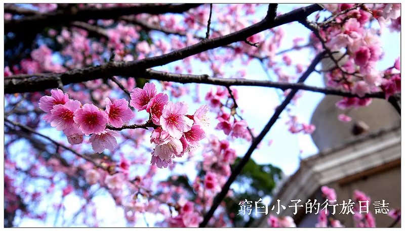 【台北】北投唯一賞櫻祕境．善光寺．溫泉路銀光巷．櫻花景點．捷運新北投站