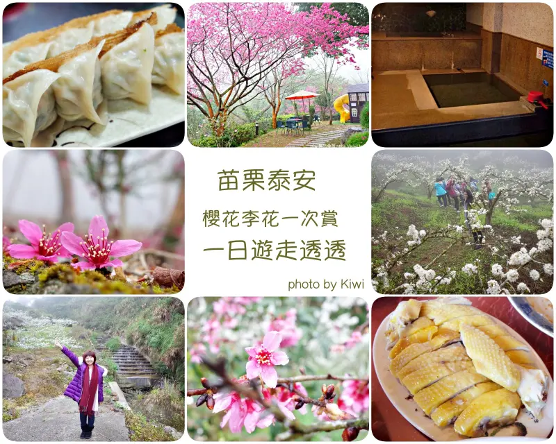 苗栗泰安景點 賞花來泰安｜櫻花李花私房景點大公開，5處讓你拍翻天 烏嘎彥竹林隧道 泰安一日遊輕旅行 - Kiwi 樂活食旅