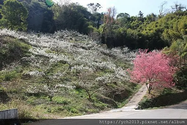 苗栗泰安景點推薦／馬都安部落(大坪部落)賞李花、櫻花／石水坊露營區