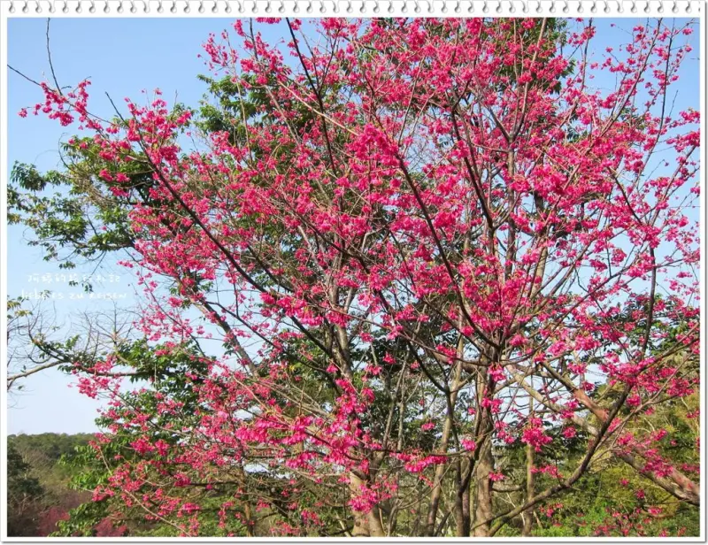 ｜苗栗‧苑裡｜春神到！來石鎮里的櫻花大道賞櫻花吧～還有李花和波斯菊等著大家來觀賞喔！