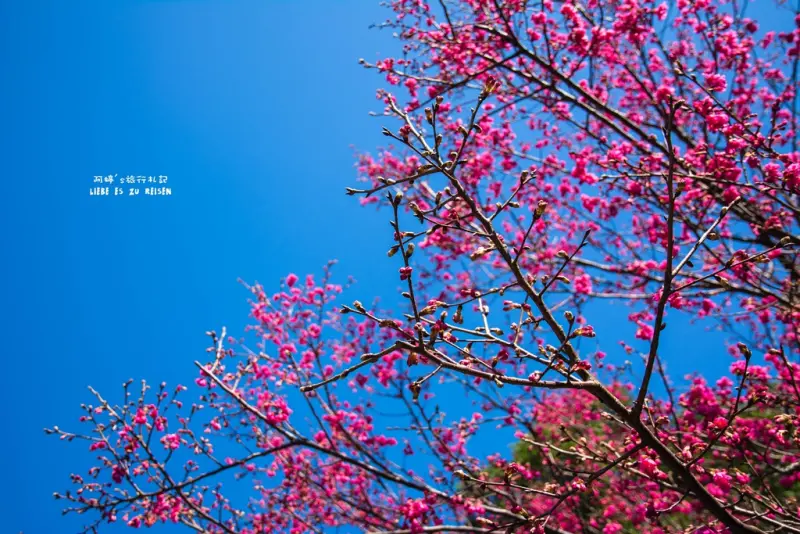 Miaoli｜苗栗‧苑裡｜爆藍天空，讓我們一起到石鎮里櫻花大道賞櫻吧！