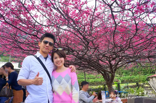 【屏東-霧台】藏身在高山民宅內的霧台櫻花王★屏東/屏東櫻花/櫻花王/霧台櫻花/霧台景點/神仙愛玉/谷川大橋/岩板巷/岩板屋