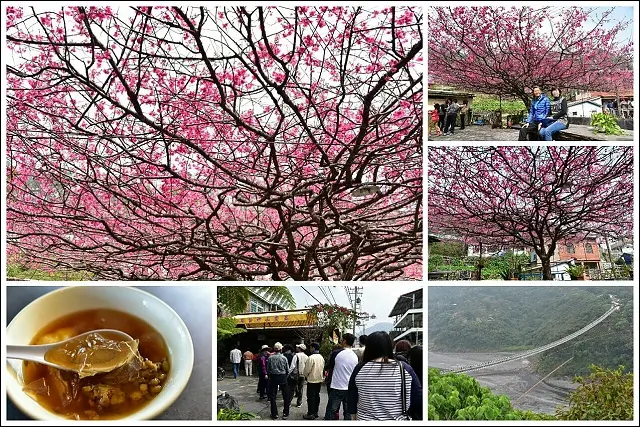 《屏東熱門景點美食》屏東三地門山川琉璃吊橋&神山愛玉&霧台櫻花王~228連假全台最美櫻花庭院！(2016/2/25今日花況)