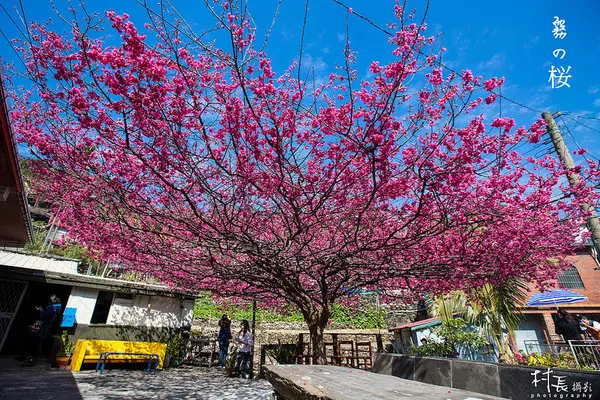 【遊記】｛屏東。霧台鄉｝尋找那不可一世的霧台櫻花王        
      