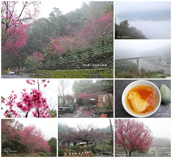 『2018霧台賞櫻花之旅』～進入霧台注意事項／早早出發看見雲海／賞悅站原住民料理／神山愛玉／莉姆姆的歌小米甜甜圈