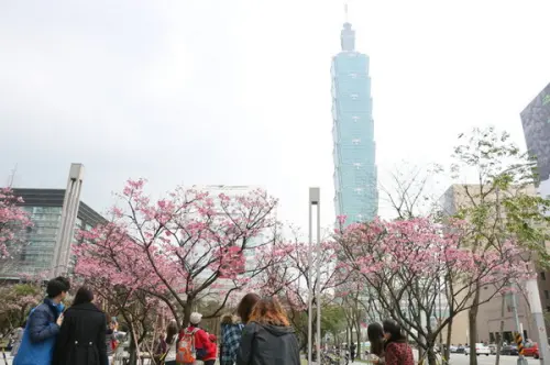 <台北|信義>信義商圈粉紅小確幸櫻花林~松高路與松高路交叉口*松壽廣場公園*捷運市政府站              