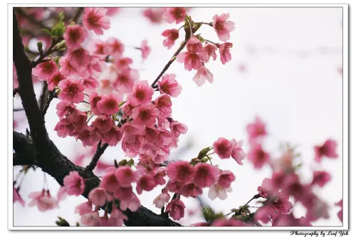 【台北】內湖櫻花新秘境。東湖櫻花林