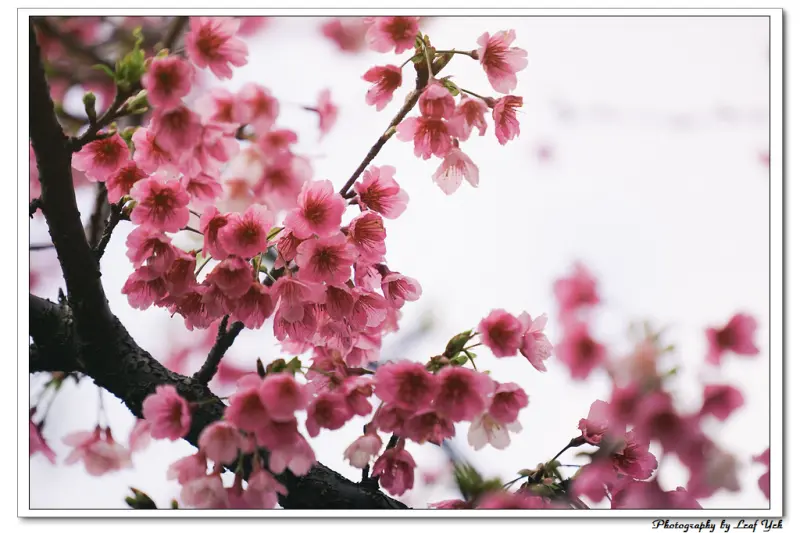 【台北】內湖櫻花新秘境。東湖櫻花林