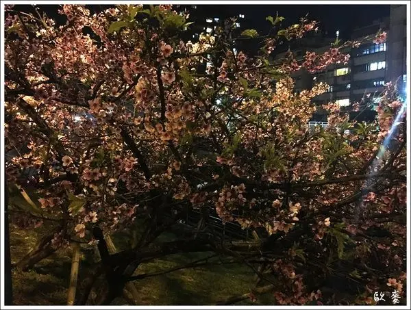 內湖︱捷運直達　絕美夜櫻就在巷口東湖內溝溪樂活公園
