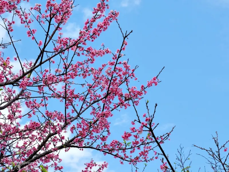 【台北-內湖區】樂活公園「東湖櫻花林」寒櫻開