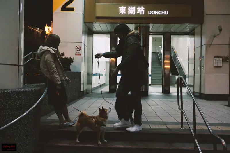 小狗台北街頭交朋友的那一夜