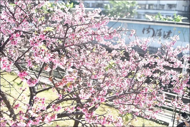 《捷運文湖線/東湖站》捷運即可達的市區版賞櫻名所「東湖櫻花林」&東湖隱藏版美食「阿枝早點韭菜蛋餅」(2017/2/15今日花況)