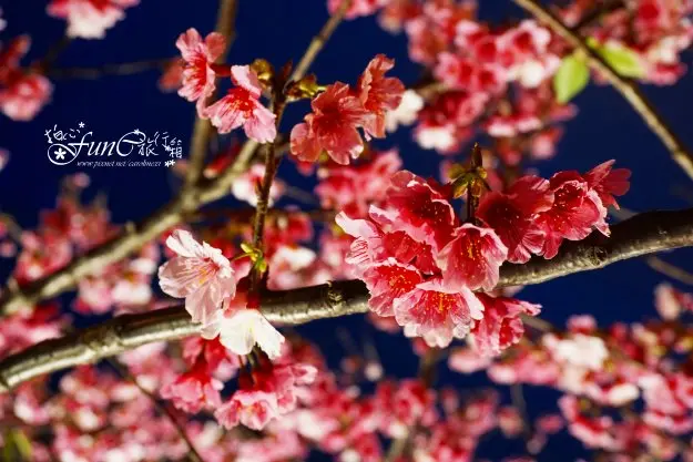 【台北，內湖】2017國內賞花去！東湖櫻花林夜櫻好有FU~文湖捷運東湖站