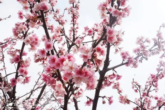 【台北，內湖】東湖櫻花林咱們賞櫻GoGoGo~文湖捷運東湖站