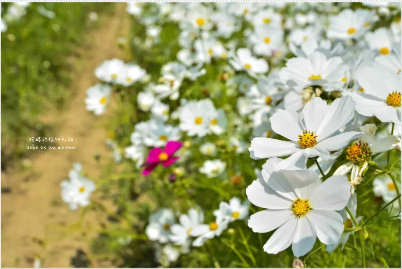 ｜高雄‧美濃｜春暖花開，美濃杉林旗山六龜四區花海齊爭豔