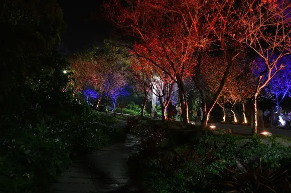 北投復興三路「櫻花隧道」~~台北唯一賞夜櫻景點，繽紛夢幻的景色令人驚豔