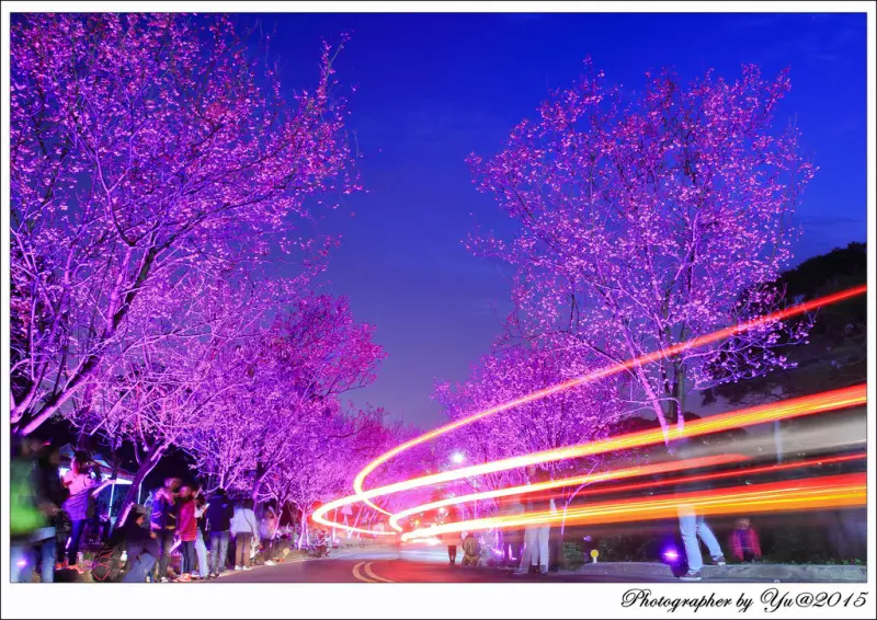[賞花]【淡水線北投站】2015北投復興三路櫻花隧道。夜櫻夢幻繽紛之美