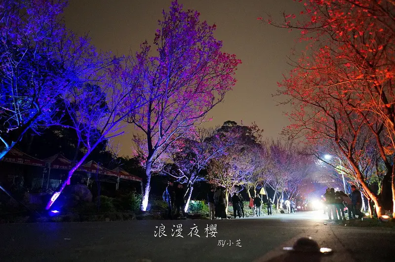 【2015台北賞櫻地圖】景點~北投復興三路賞夜櫻~迷人山櫻花隧道上方吳祀宗祠台北夜景交通攻略