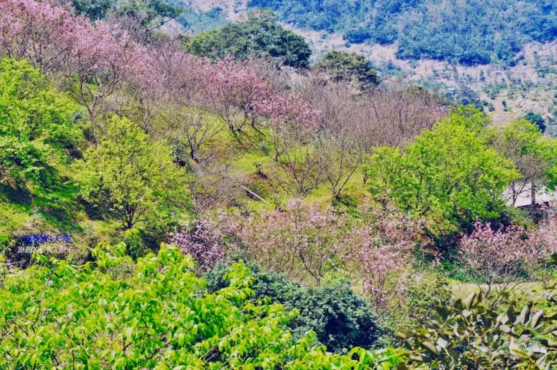 [新店賞櫻] 騰龍御櫻 千株櫻花林 隱身山林裡的粉紅山坡 現烤窯烤披薩 免門票景點