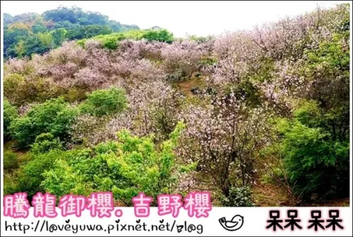 【新北◍•ᴗ•◍新店】賞花・騰龍御櫻賞吉野櫻✯文山木柵貓空賞櫻景點｜漫山遍野櫻花林秘境[吉野櫻]        
      
