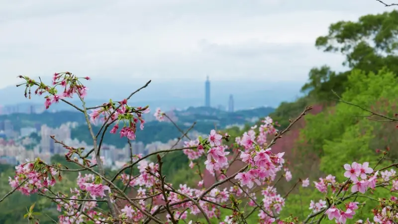 【新北市新店區 / 旅遊 / 步道健走】 騰龍御櫻半日健走 新店秘境 北市近郊 老泉里