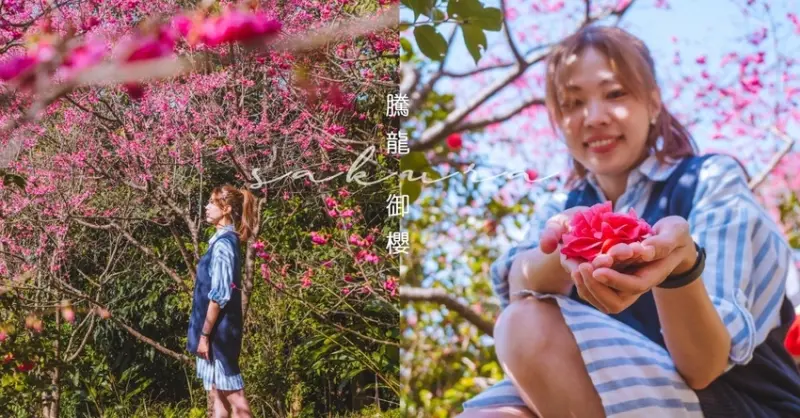 櫻花美照拍不停 還有純白山櫻花︱台北文山 新北新店 騰龍御櫻