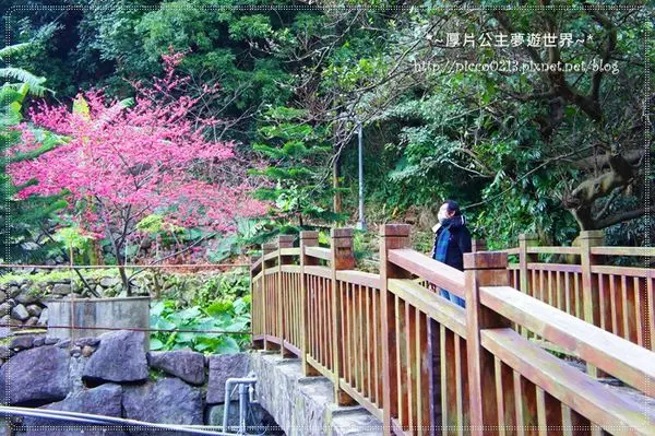 ♥遊♥【台北●北投】一抹櫻紅粉嫩登場●上清宮(104.02.09花況)