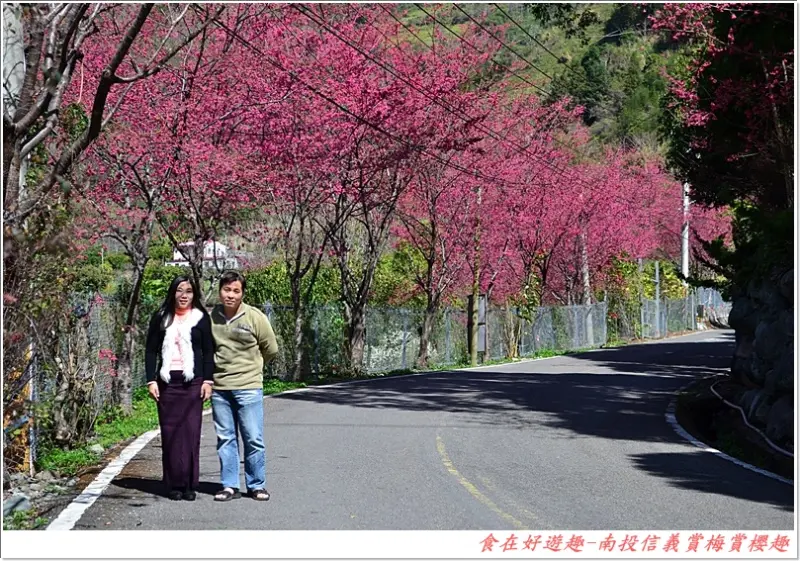 賞櫻花何必找秘境.南投信義沿路就讓你驚豔!!