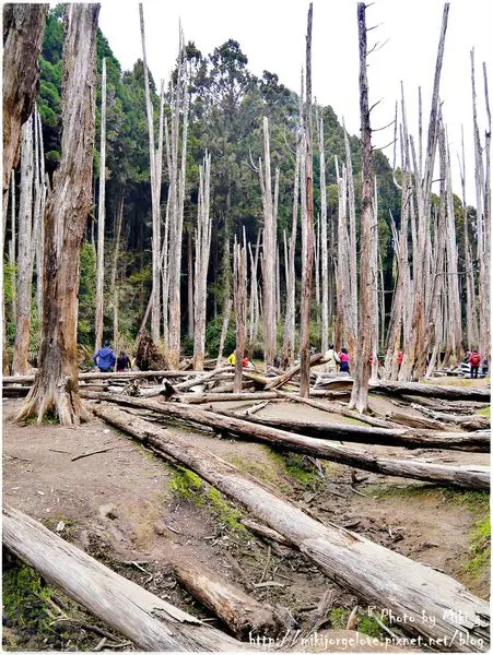 ♥♥♥『南投。玩』這迷霧森林可媲美台灣版的九寨溝？奇怪...沒水阿!!!【忘憂森林】
